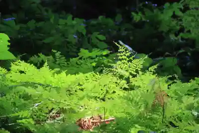 岩上神社の自然