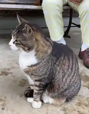 御誕生寺（猫寺）(福井県)