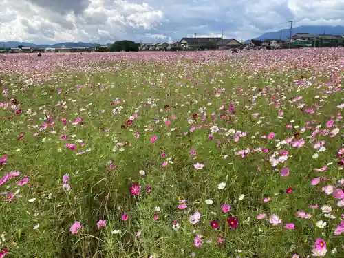 橿原神宮の自然