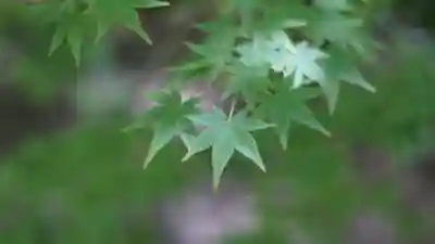 湊川神社(兵庫県)