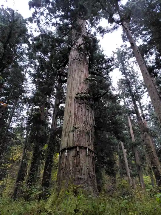 羽黒山五重塔(出羽三山神社)(山形県)