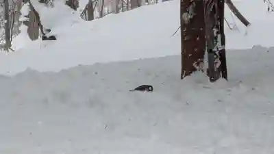 上川神社(北海道)