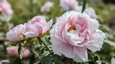 金蛇水神社(宮城県)