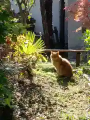 妙祝寺の動物