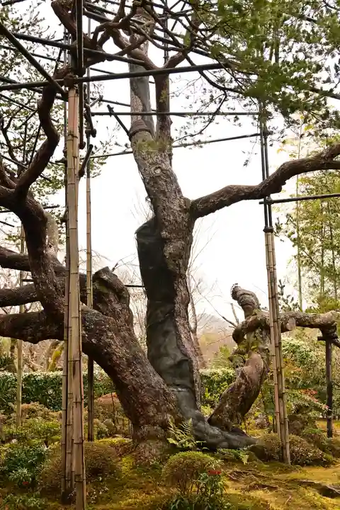 宝泉院(京都府)