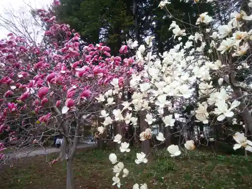 北海道神宮の自然