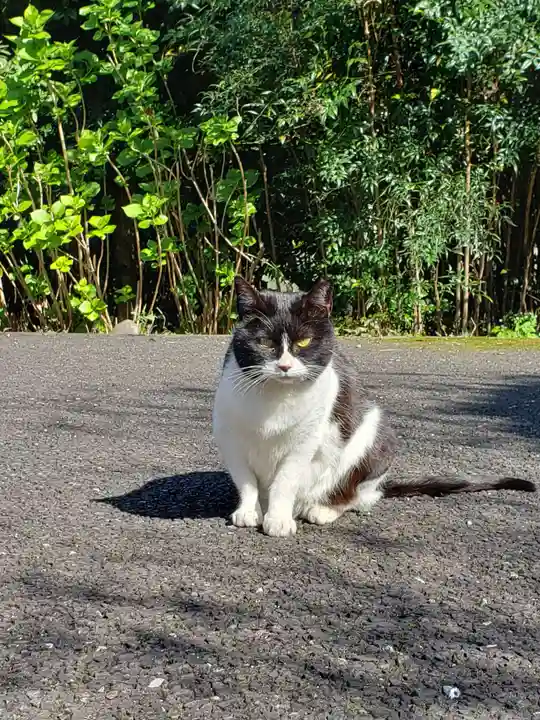 白金氷川神社の動物