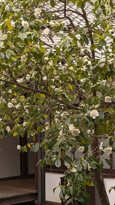建仁寺(建仁禅寺)(京都府)
