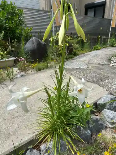 髙帝龍王龍神社（白山宮末社）(愛知県)