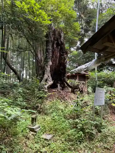 熊野神社(千葉県)