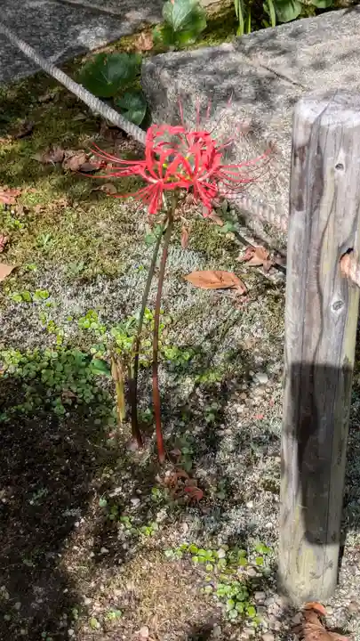 勝林寺(京都府)