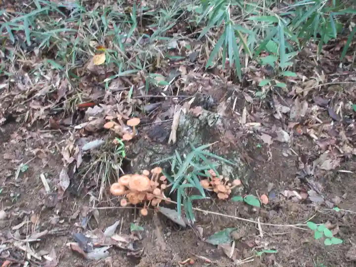 遍照寺(埼玉県)