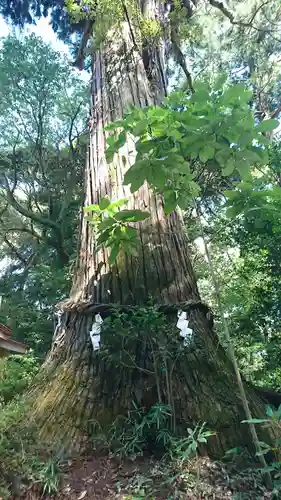 縣神社の自然