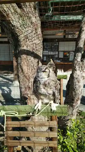 宮地嶽神社の動物