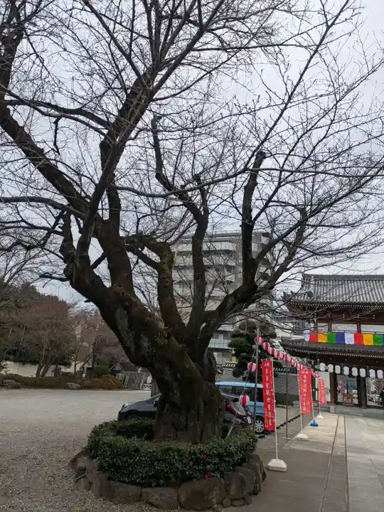 伝通院(東京都)