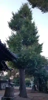 上小岩天祖神社の自然