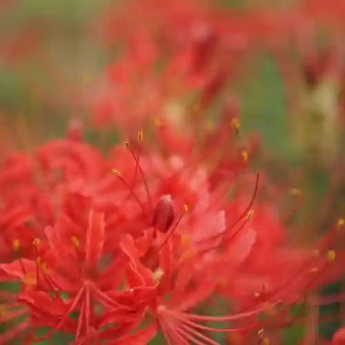 天王山 安楽寺(福井県)