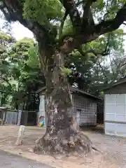 日和佐八幡神社の自然