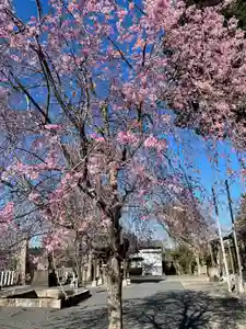 賀茂別雷神社の自然(2021年03月23日(火) 09時23分16秒投稿)