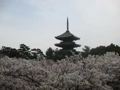 仁和寺の塔