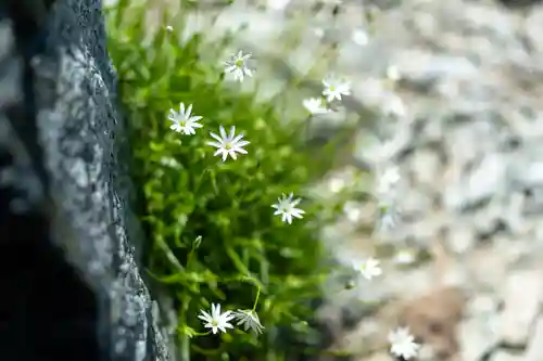 雄山神社峰本社の自然