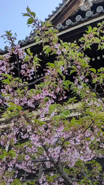 頂妙寺(京都府)