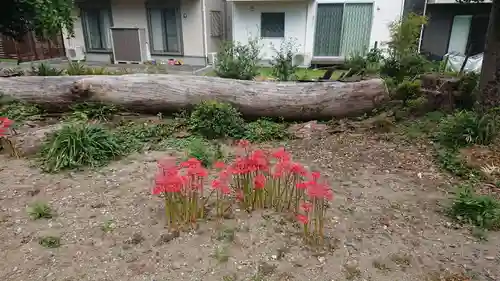 稲荷神社の自然