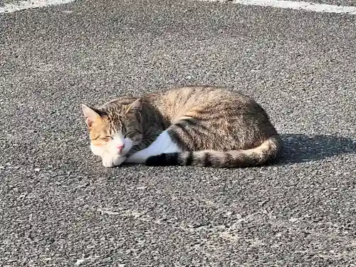 厳原八幡宮神社の動物