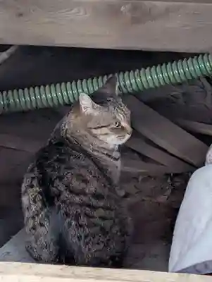 白幡八幡神社(神奈川県)