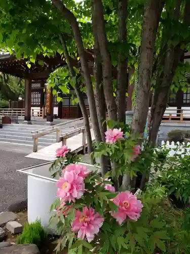 成願寺(東京都)