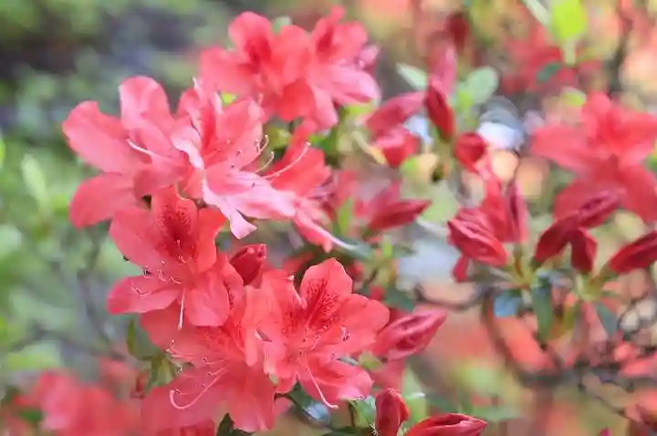 正傳(正伝)永源院の自然