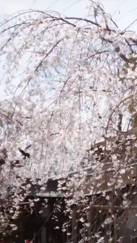 平野神社(京都府)