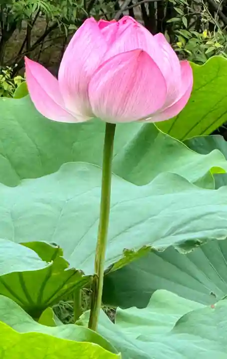 東寺(教王護国寺)(京都府)