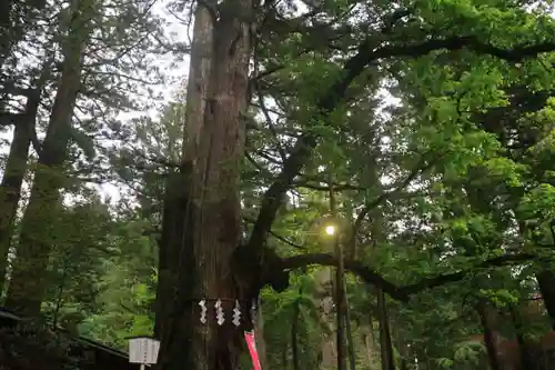 日光二荒山神社の自然