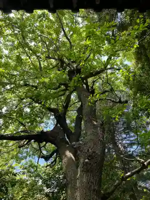 皇大明神社(中牧)(愛知県)