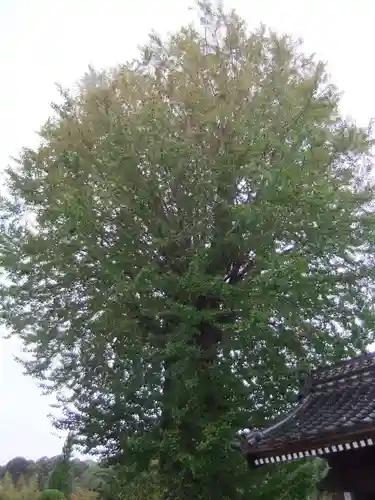 天徳寺(山口県)