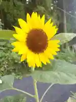 【公式】龍門院常楽寺(秩父札所十一番)の自然