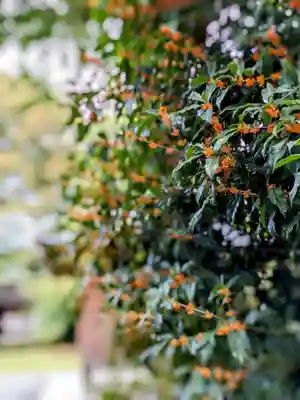 阿佐ヶ谷神明宮(東京都)