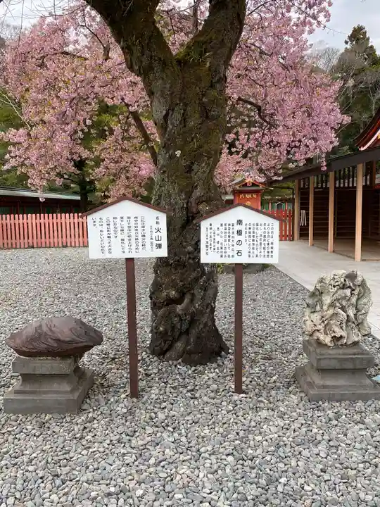 富士山本宮浅間大社の自然