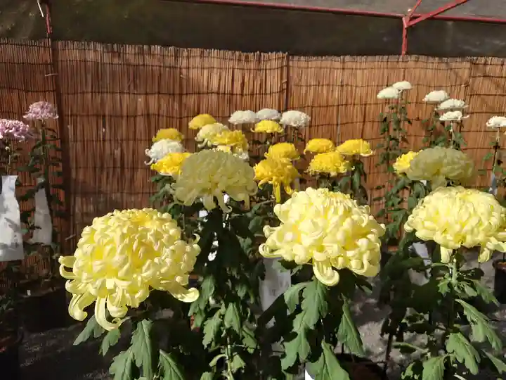 秩父神社(埼玉県)