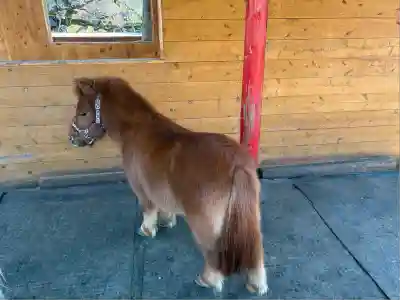 五方山熊野神社(東京都)