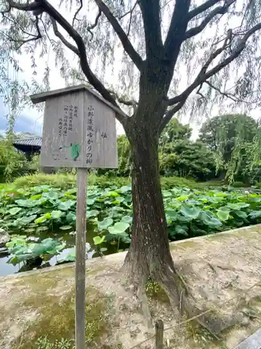 東寺（教王護国寺）の自然