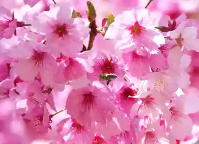 三津厳島神社(愛媛県)