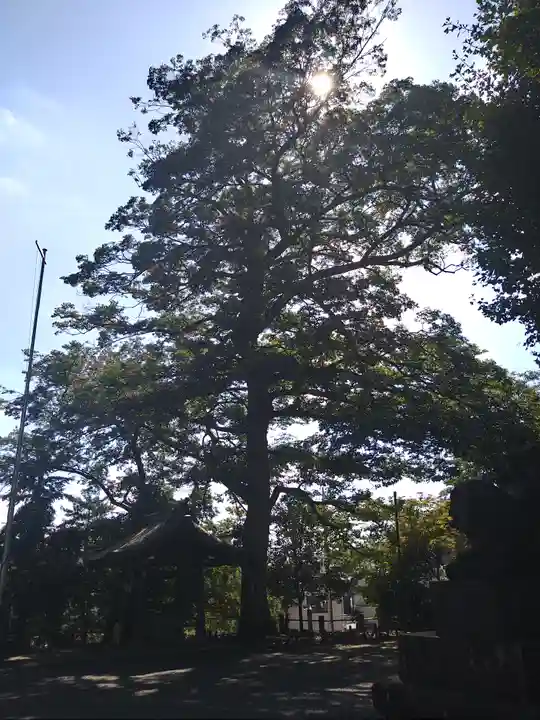 八幡神社の自然