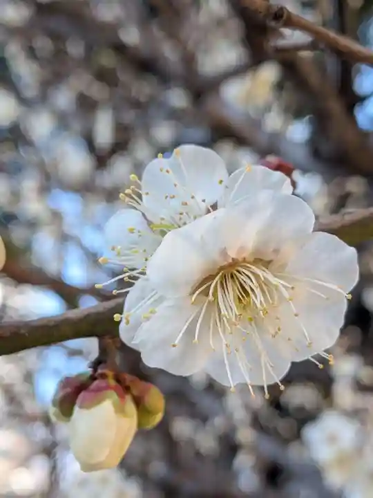 熊野神社(東京都)