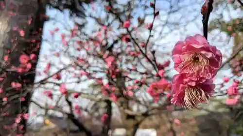 北野天満宮の自然