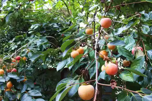 くまくま神社(導きの社 熊野町熊野神社)の自然