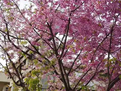 北澤八幡神社の自然