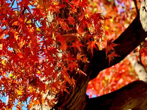 埼玉厄除け開運大師・龍泉寺（切り絵御朱印発祥の寺）の自然