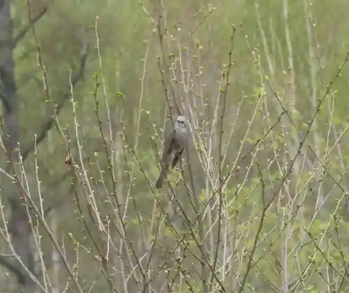 留辺蘂神社の動物
